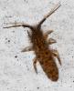 Orchesella villosa